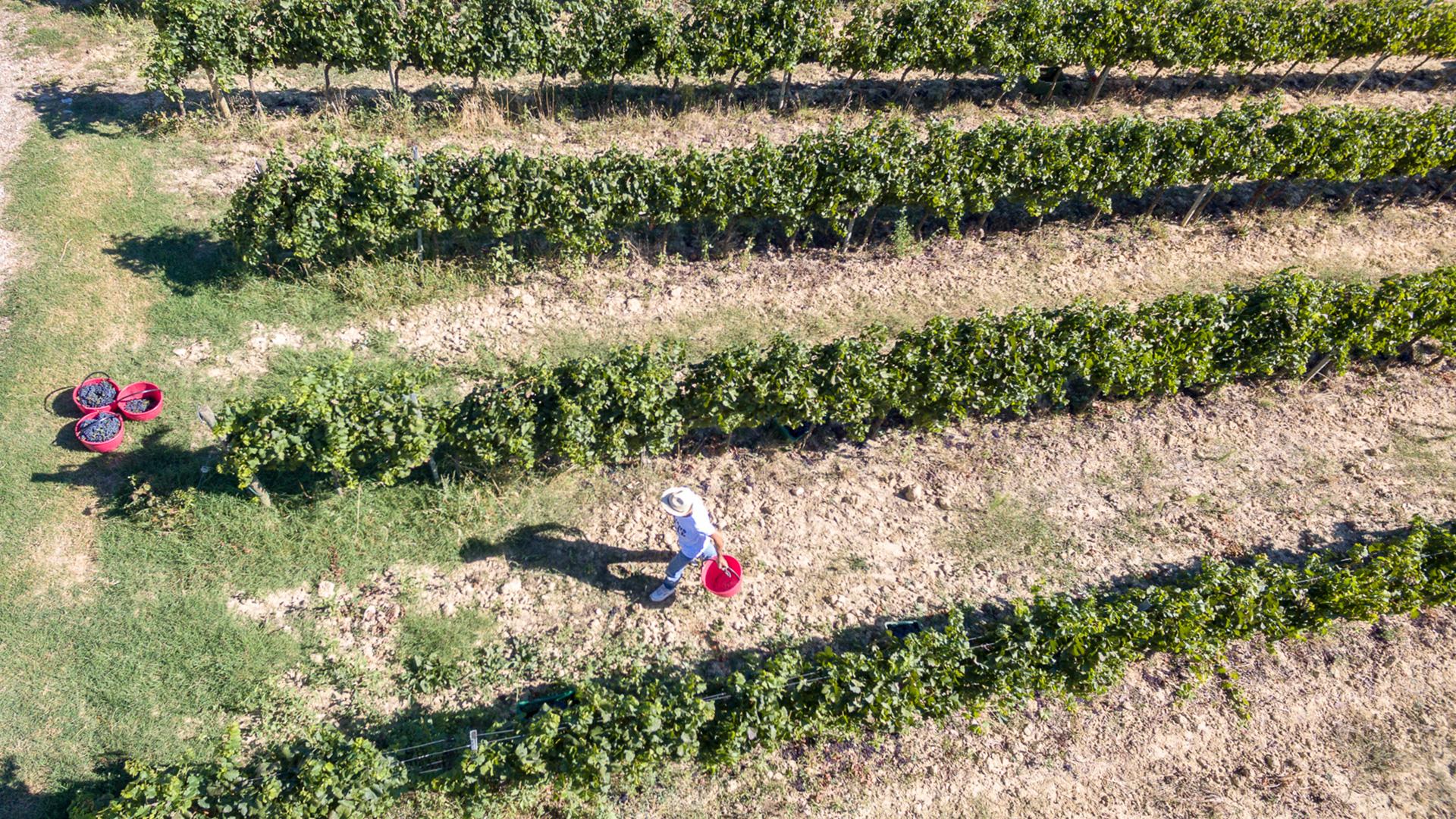 Cantina Canaio, distillati e grappe di Toscana con produzione a Cortona