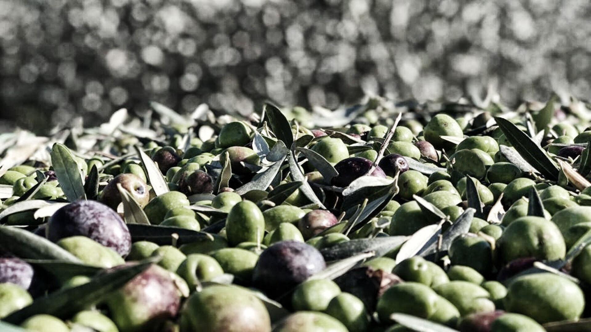 Extra virgin olive oil from Cortona- Tuscany- Cantina Canaio Cortona