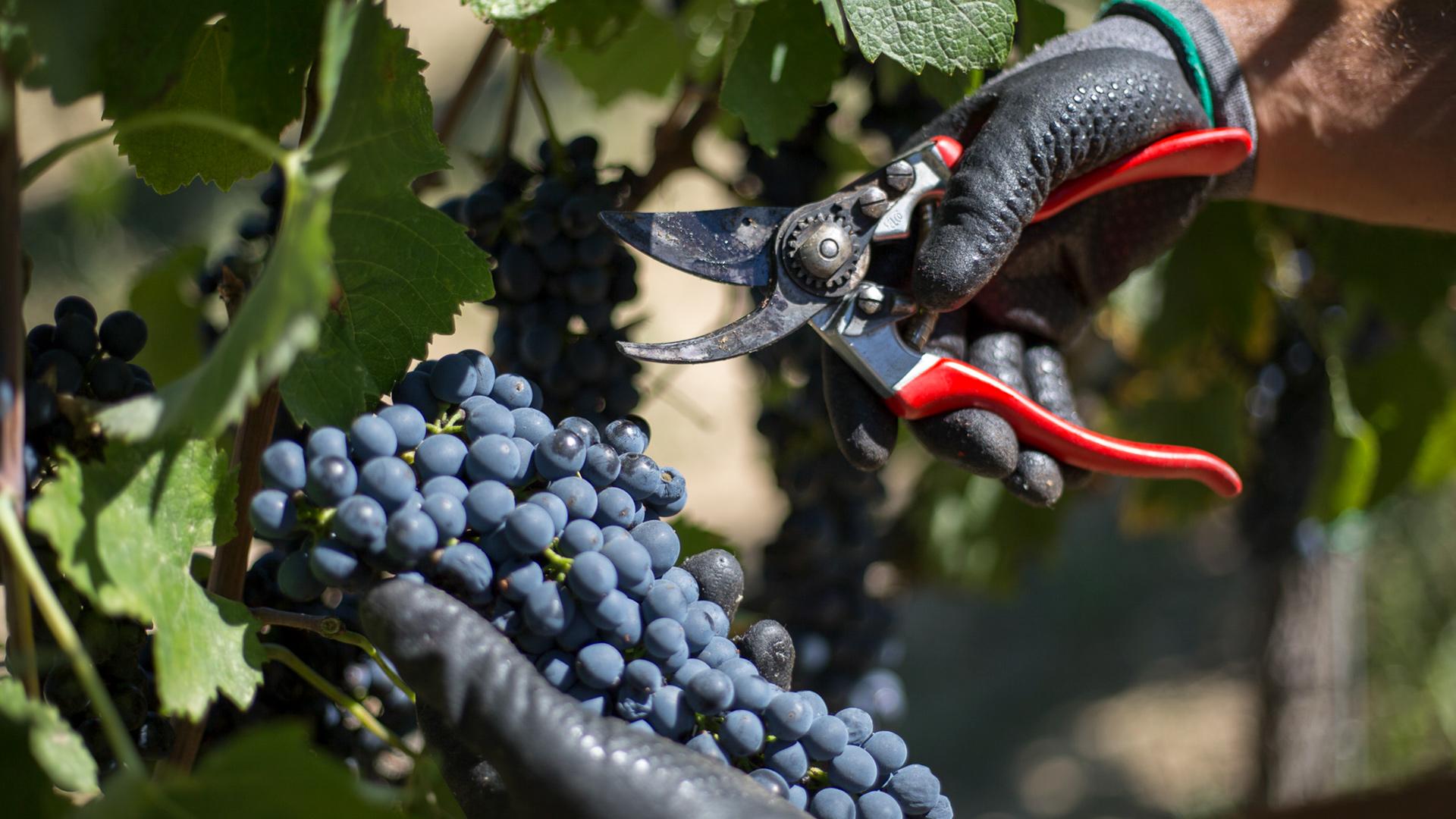 Sei come la mia moto| Cantina Canaio | Syrah e Merlot Cortona DOC