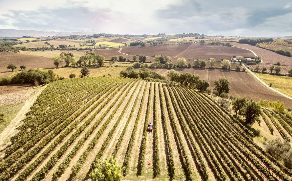 Harvesting at Cantina Canaio Cortona - Arezzo - Tuscan wines