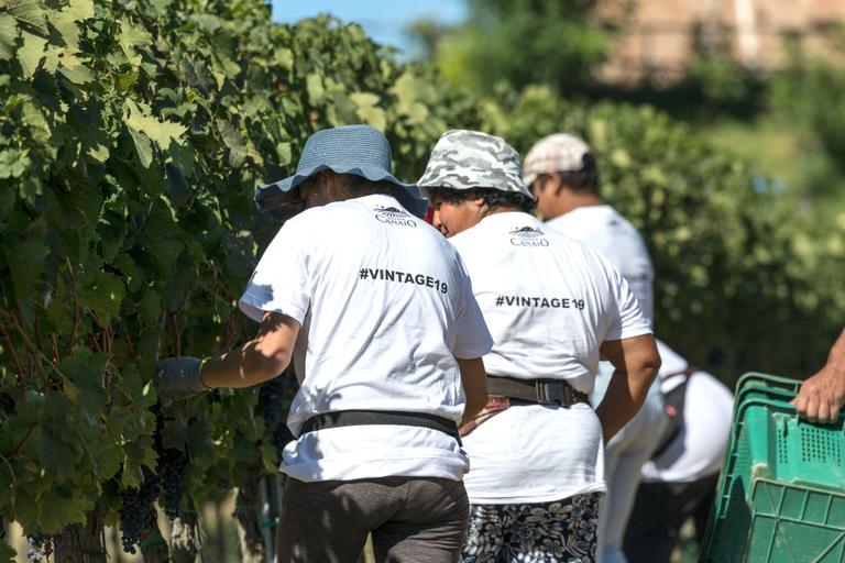 Harvesting at Cantina Canaio Cortona - Arezzo - Tuscan wines