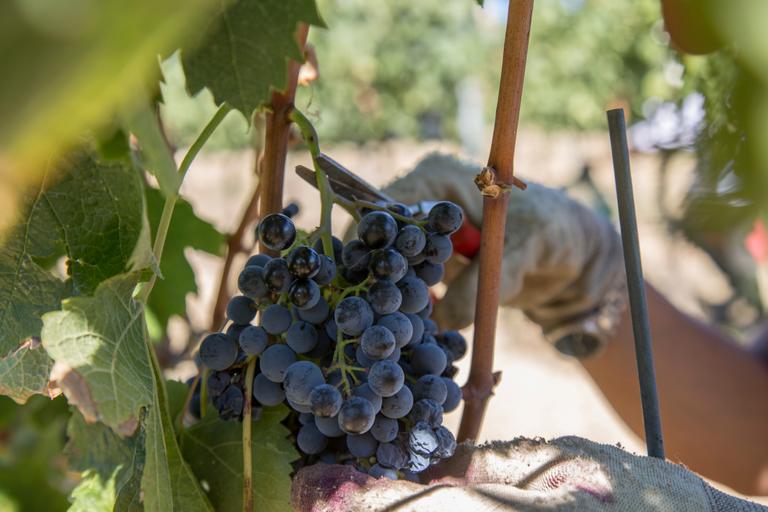 Harvesting at Cantina Canaio Cortona - Arezzo - Tuscan wines