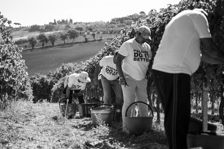 Harvesting at Cantina Canaio Cortona - Arezzo - Tuscan wines