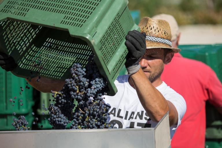 Harvesting at Cantina Canaio Cortona - Arezzo - Tuscan wines