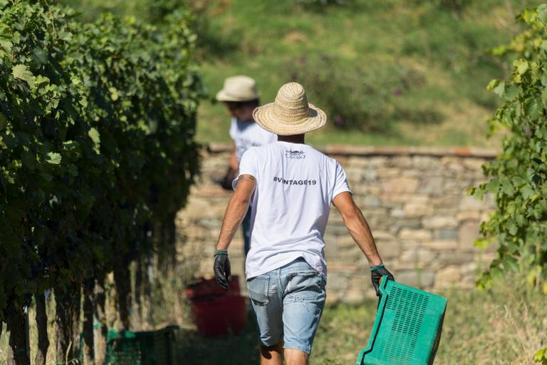 Harvesting at Cantina Canaio Cortona - Arezzo - Tuscan wines
