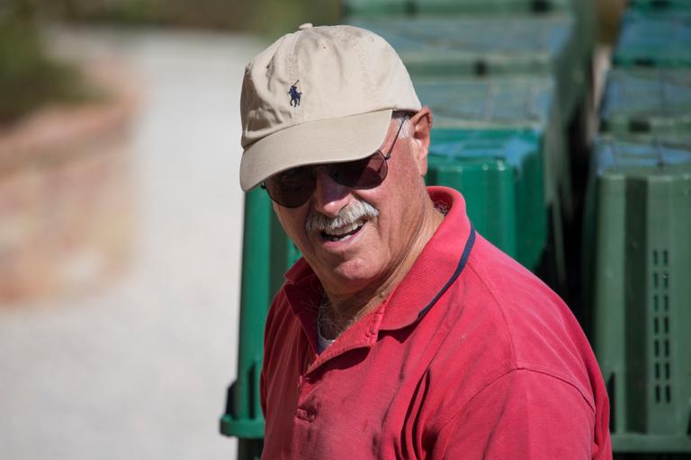 Harvesting at Cantina Canaio Cortona - Arezzo - Tuscan wines