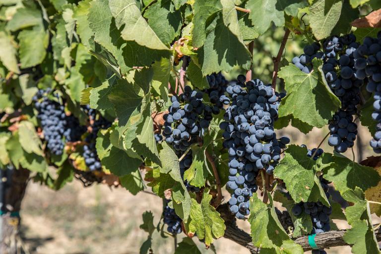 Harvesting at Cantina Canaio Cortona - Arezzo - Tuscan wines