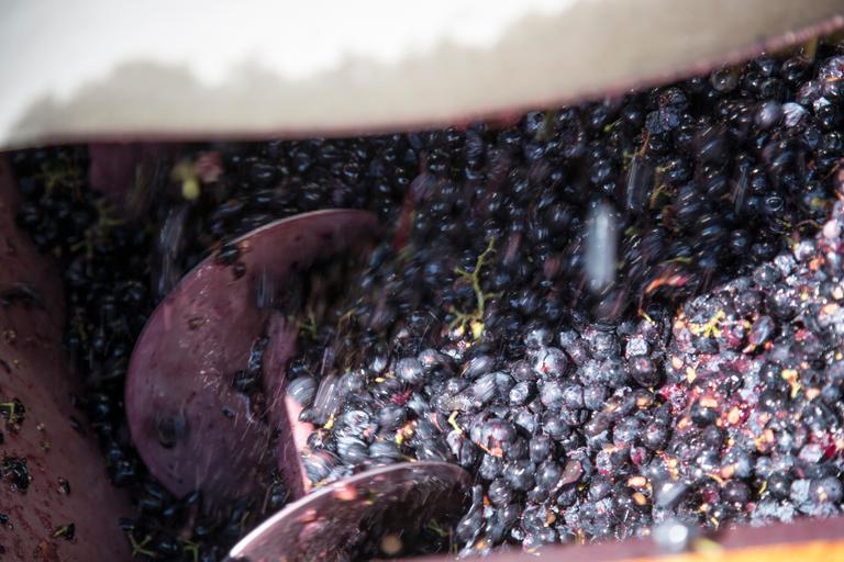 Harvesting at Cantina Canaio Cortona - Arezzo - Tuscan wines