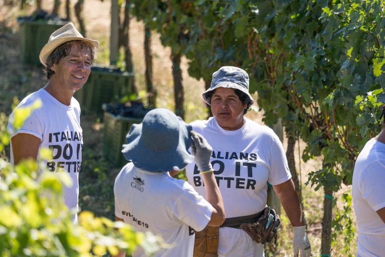 Harvesting at Cantina Canaio Cortona - Arezzo - Tuscan wines