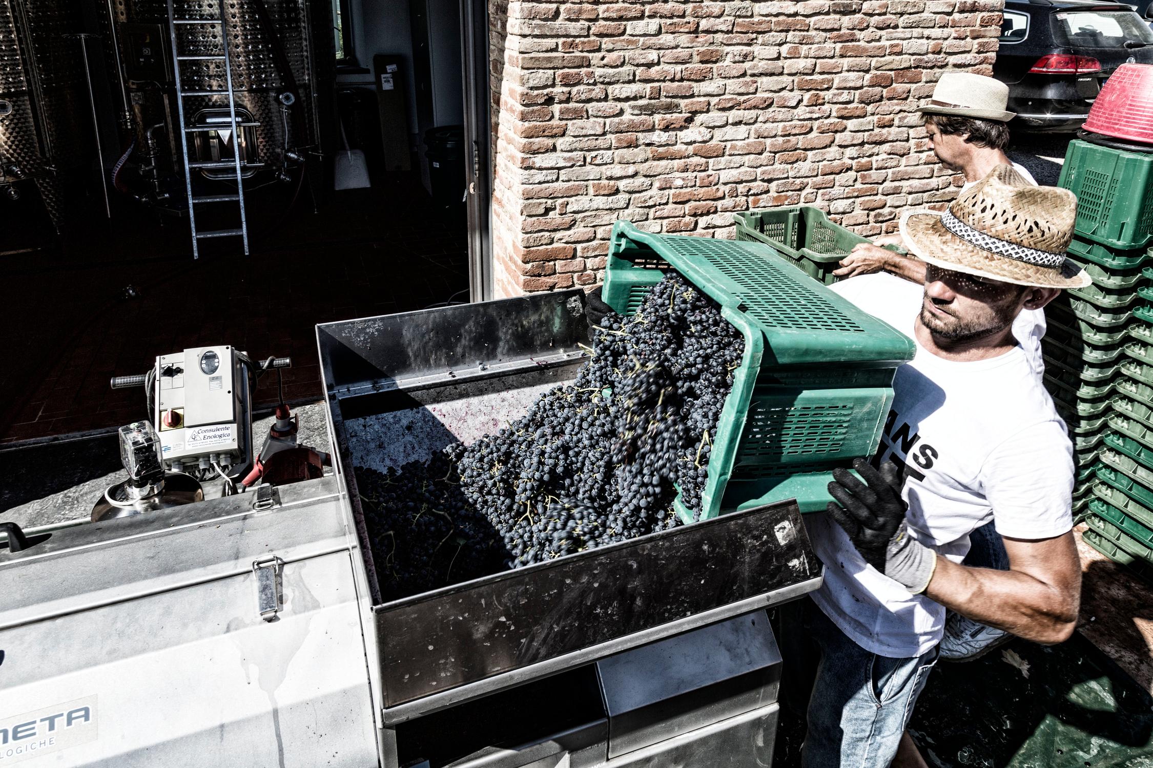 Harvesting at Cantina Canaio Cortona - Arezzo - Tuscan wines