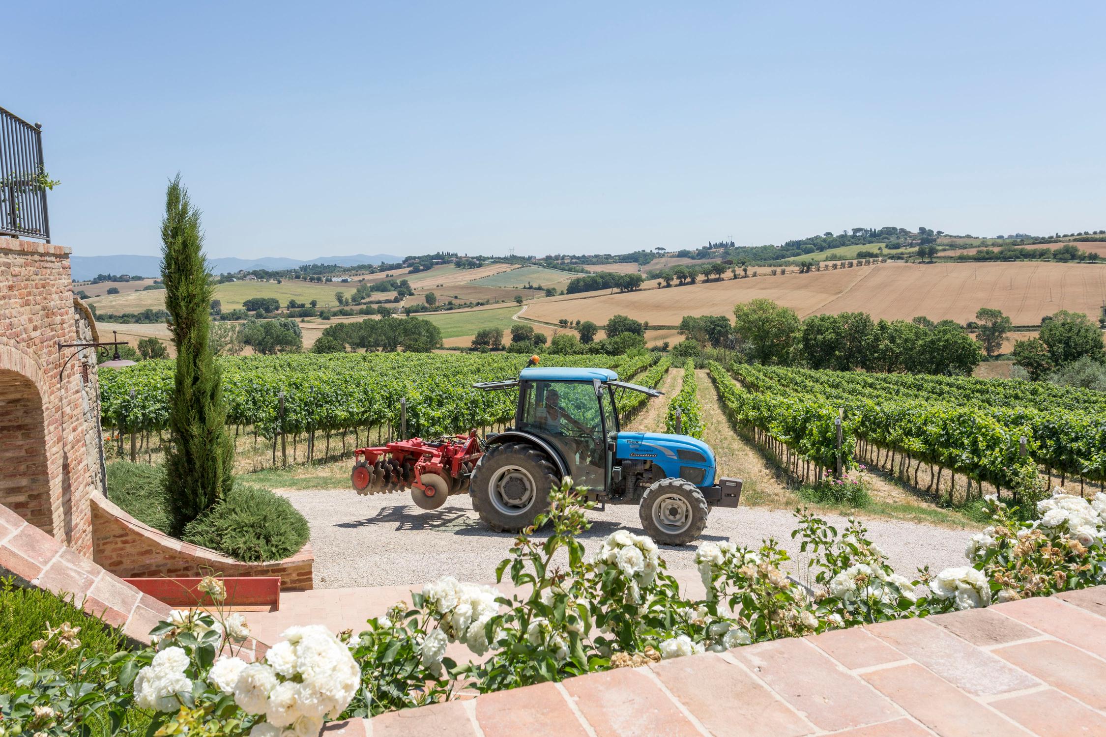 Harvesting at Cantina Canaio Cortona - Arezzo - Tuscan wines