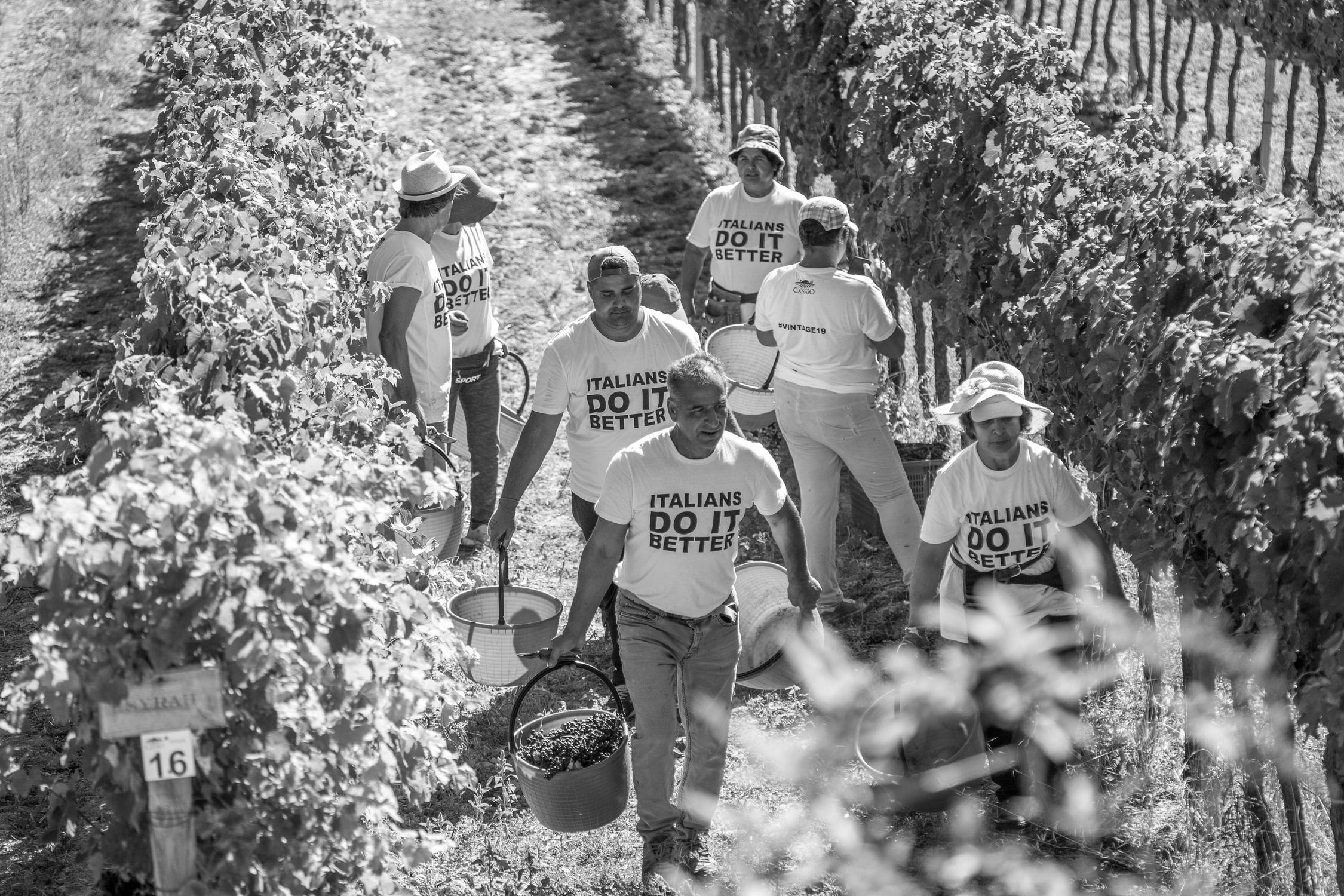 Harvesting at Cantina Canaio Cortona - Arezzo - Tuscan wines