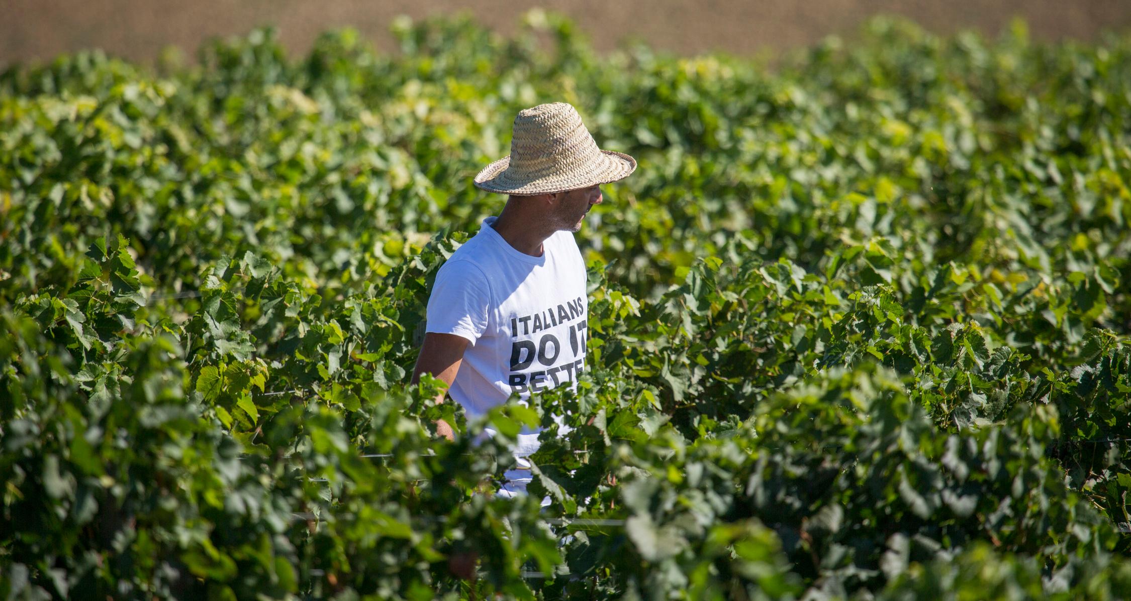 Harvesting at Cantina Canaio Cortona - Arezzo - Tuscan wines